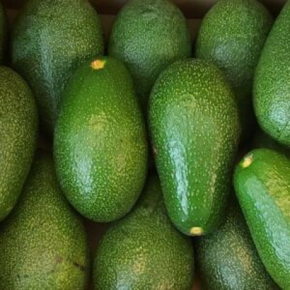 Aguacate (Fuerte)