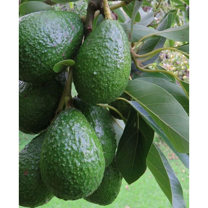 Aguacate (Hass)