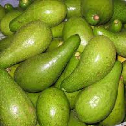 Aguacate (Antillano)