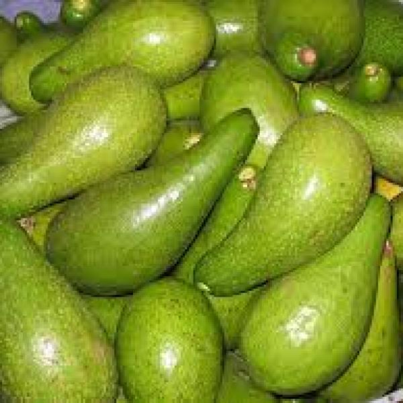 Aguacate (Antillano)