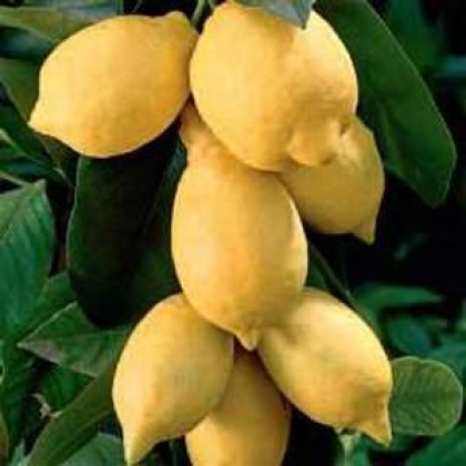 Limones (Eureka)