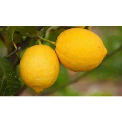 Limones (Fino mesero)