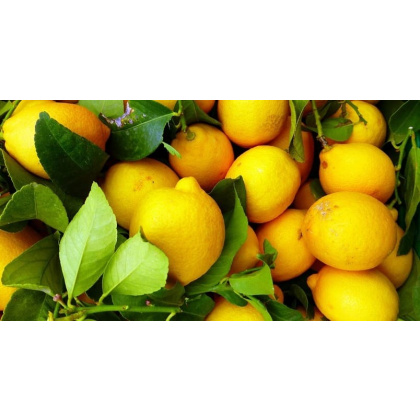 Limones (Verna)