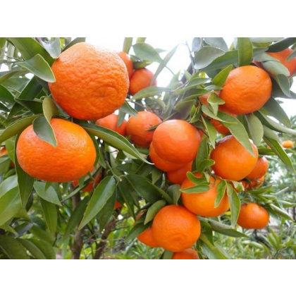 Mandarinas (Satsuma Owari)