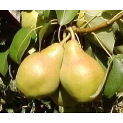 Peras (Blanquilla)