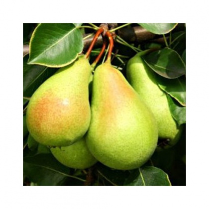 Peras (Ercolini)