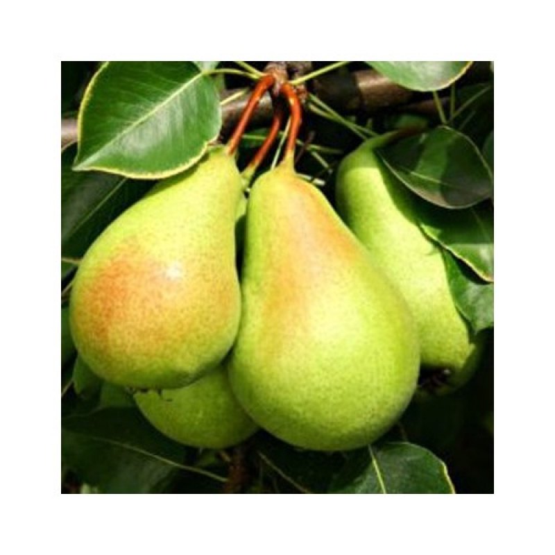 Peras (Ercolini)